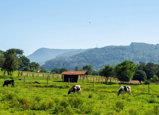 3 soluții pentru protejarea fermei de atacul prădătorilor 3 soluții pentru protejarea fermei de atacul prădătorilor