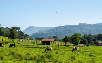 3 soluții pentru protejarea fermei de atacul prădătorilor 3 soluții pentru protejarea fermei de atacul prădătorilor